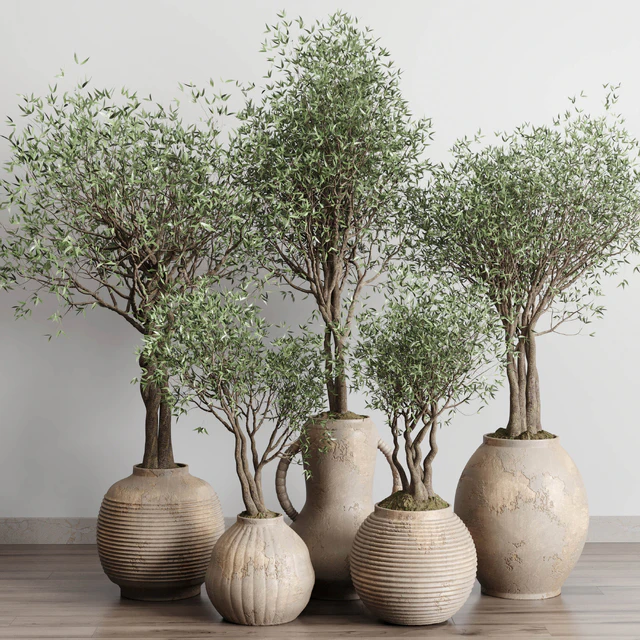 Olive tree in an old earthenware vase indoor collection 182 — Скачать