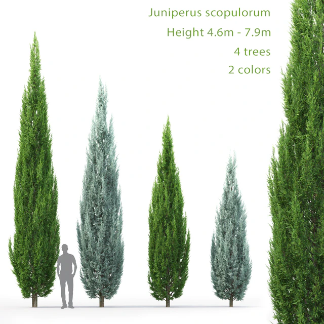 Juniperus — Descargar