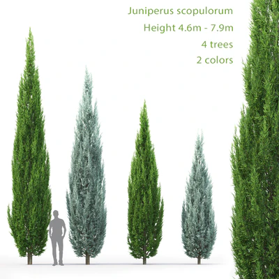 Juniperus — Ver 1