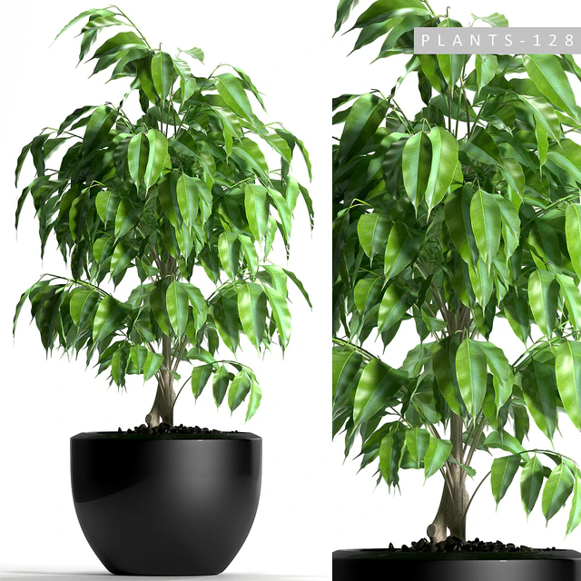 PLANTS 128 — Descargar