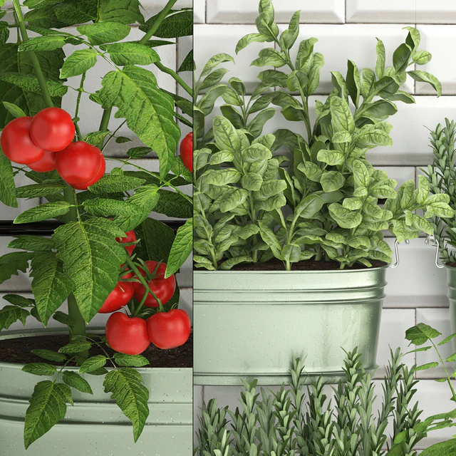 Plant Collection 384. Kitchen garden, kitchen garden, kitchen apron, tiles, vegetables, herbs, tomatoes, rosemary, basil, railing — Descargar