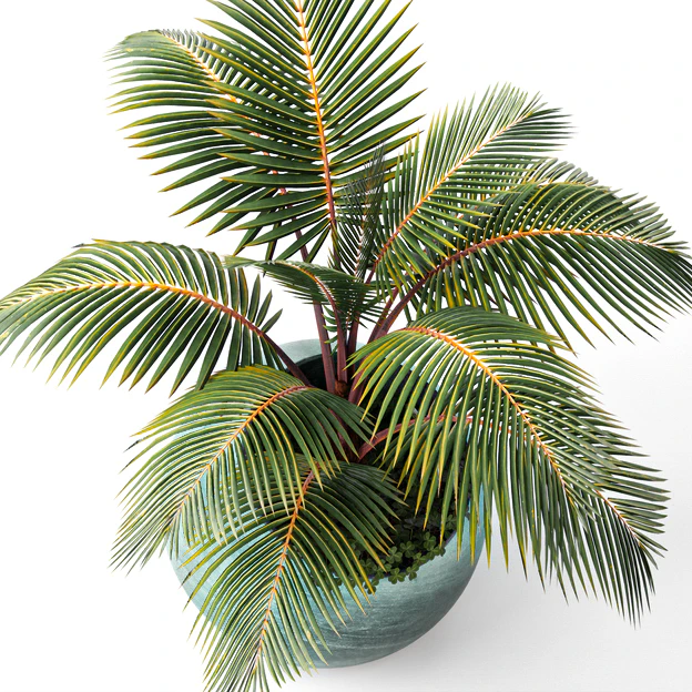 Palm tree, small coconut tree, round pot, flowerpot, outdoor — Descargar