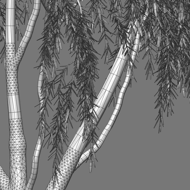 Salix babylonica - Weeping Willow 02 — Descargar