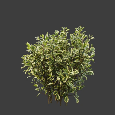 Weigela florida — Ver 3