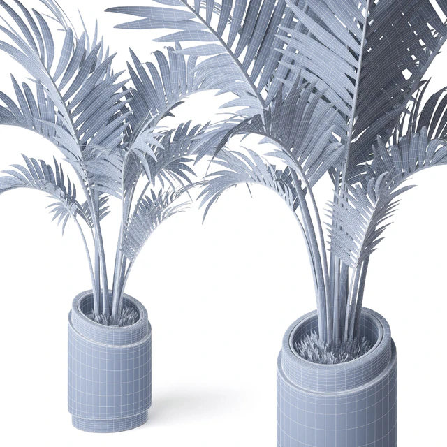 Palm Howea 2 — Скачать