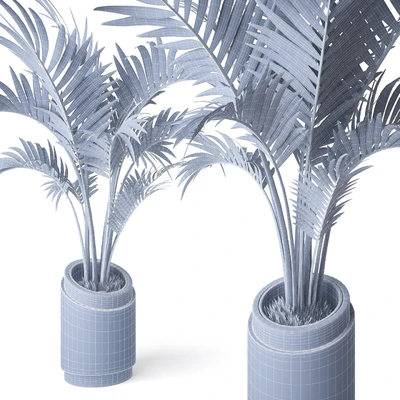 Palm Howea 2 — Вид 2