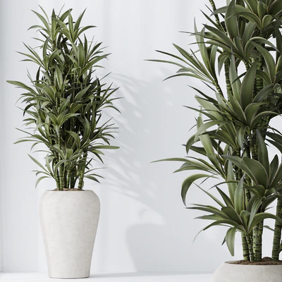 Dracaena Warneckii Lemon and Rhapis Excelsa vases — Вид 3