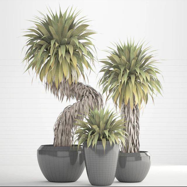 Юкка 151. Yucca Elata, куст, экзотический, тропический, растения, вазон, горшок — Скачать