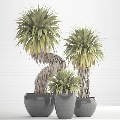 Юкка 151. Yucca Elata, куст, экзотический, тропический, растения, вазон, горшок — Вид 2