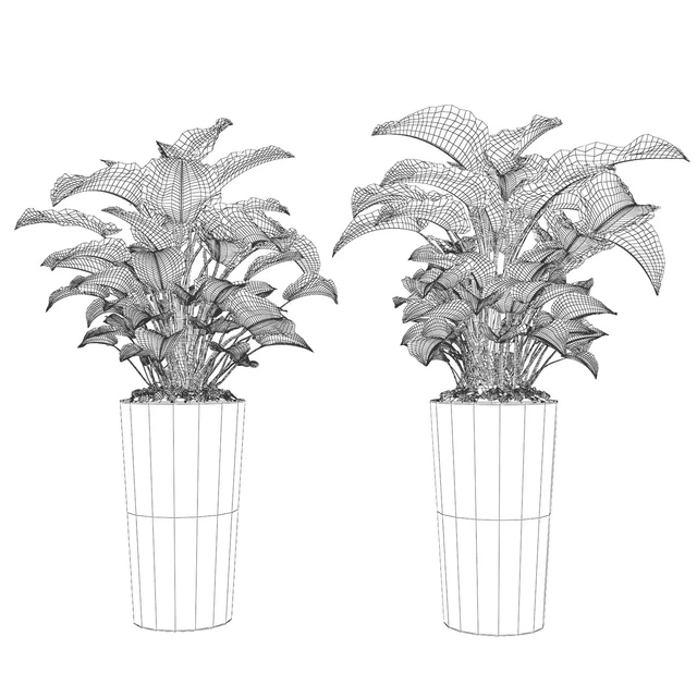 Philodendron \ Congo — Descargar