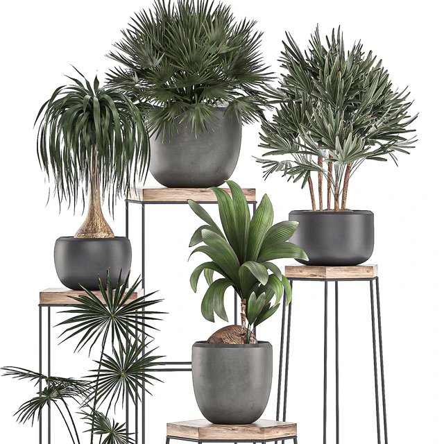 A collection of small plants in pots on stand tables with dracaena, rapeseed, palm, fan, coconut nutsifera. Set 525. — Descargar