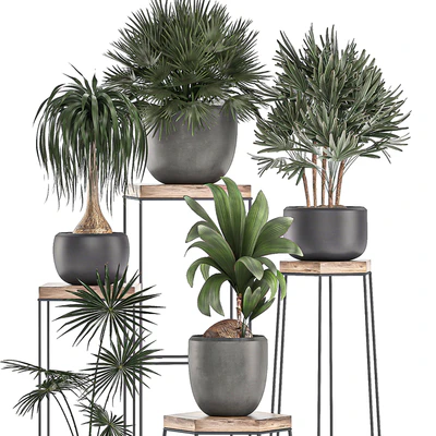 A collection of small plants in pots on stand tables with dracaena, rapeseed, palm, fan, coconut nutsifera. Set 525. — Ver 2