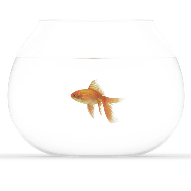 Golden fish — Descargar