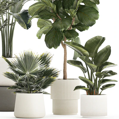 Banana palm and Ficus lyrata in a pot with bamboo bush. Plant collection 1299 — Ver 2