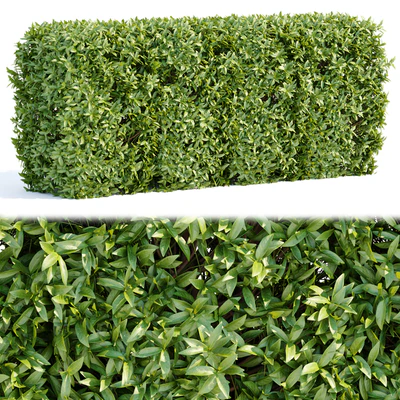 Laurel Hedging Bushes vol 111 — Ver 3