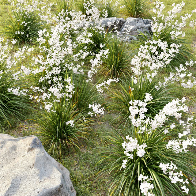 Libertia formosa — Descargar