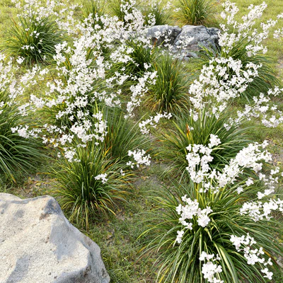 Libertia formosa — Ver 2