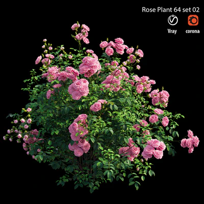 Rose plant 64 set 02 — Вид 4