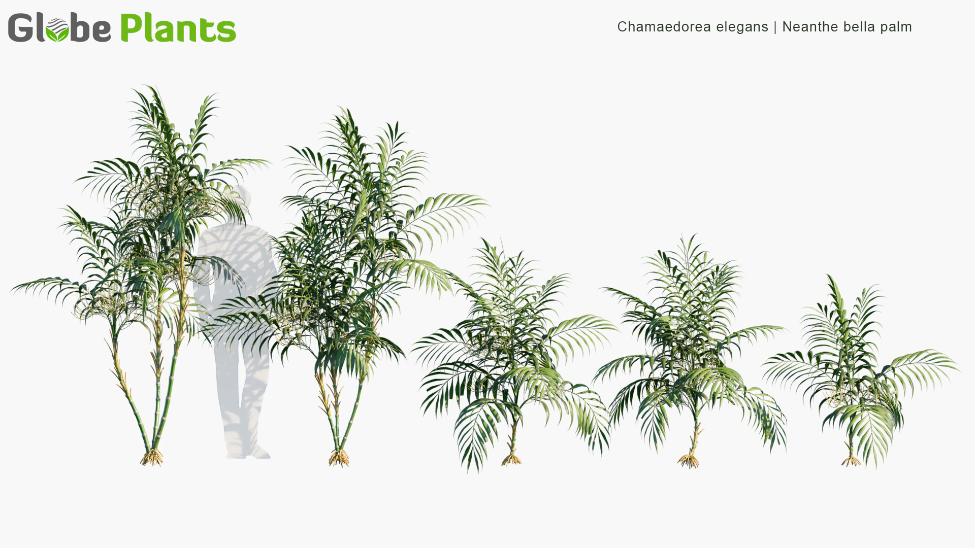 chamaedorea elegans — Скачать