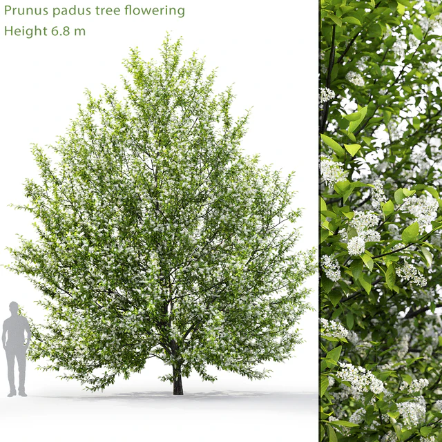 Черёмуха цветущая | Prunus padus #1 (6.8m) — Скачать