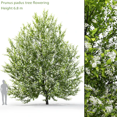 Черёмуха цветущая | Prunus padus #1 (6.8m) — Вид 1