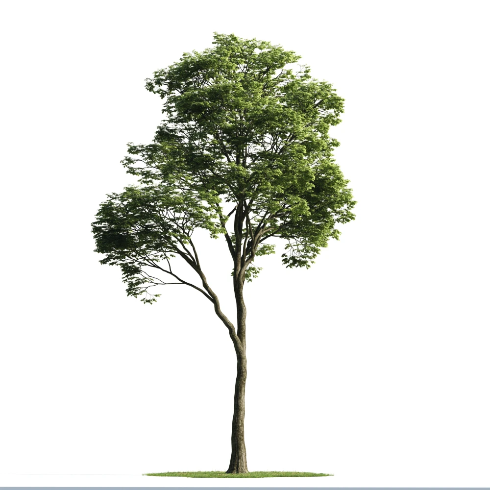trees 050 — Descargar