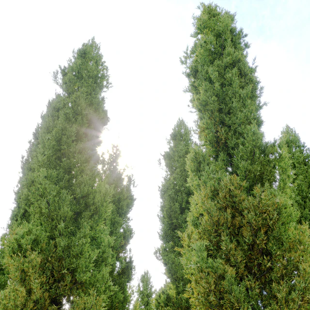 italian cypress 2 — Скачать