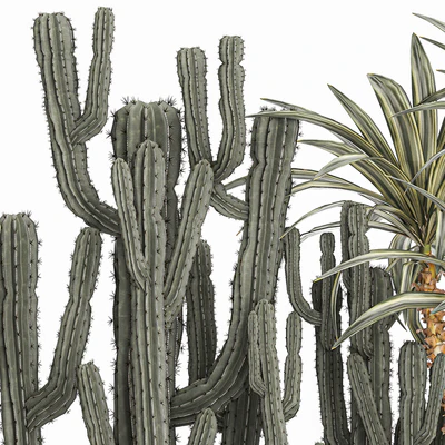 Collection of desert plants in a vase of cacti, prickly pear, Dracaena, carnegie, echinocactus, garden. Set 1096. — Ver 3