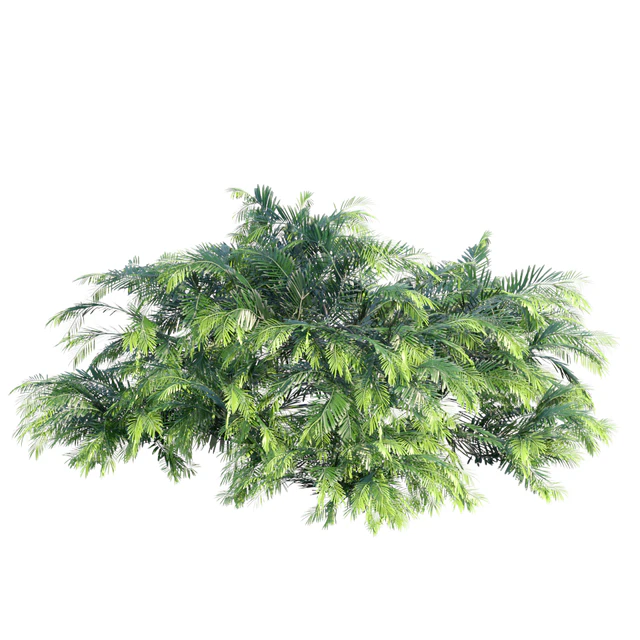 Creeping Plum Yew | Cephalotaxus harringtonia "Prostrata" — Скачать