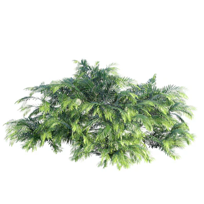 Creeping Plum Yew | Cephalotaxus harringtonia "Prostrata" — Вид 2