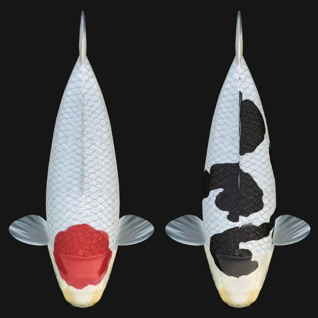 crap koi fish (riged) — Скачать