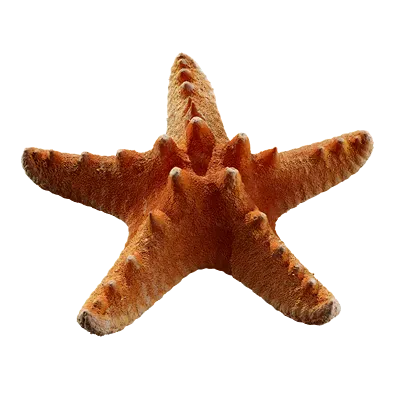 starfish 001 — Скачать