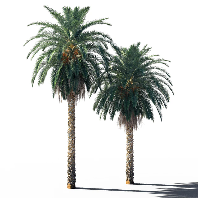 Date palm 2 — Скачать