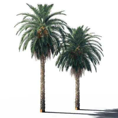 Date palm 2 — Вид 2