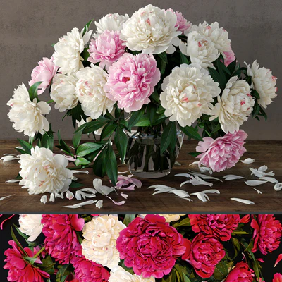 Peonies — Ver 1