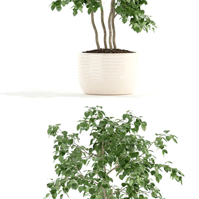 Plants collection 96 — Ver 2