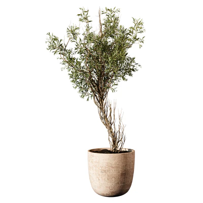 Outdoor Plant 207 — Ver 2