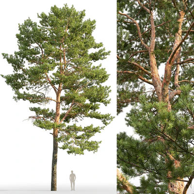 Pine — Ver 3