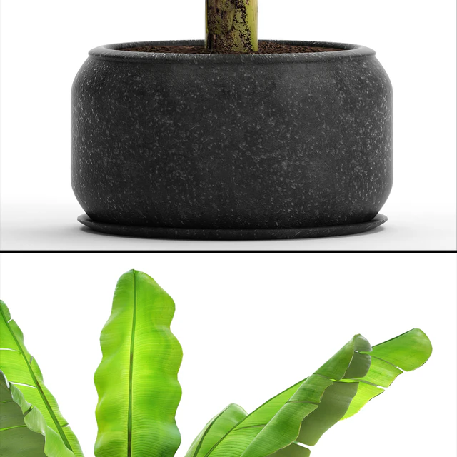 Japanese banana 2. Banana palm tree with fruits, pot, flowerpot, bush, outdoor, decorative, exotic, fruit, flower — Descargar