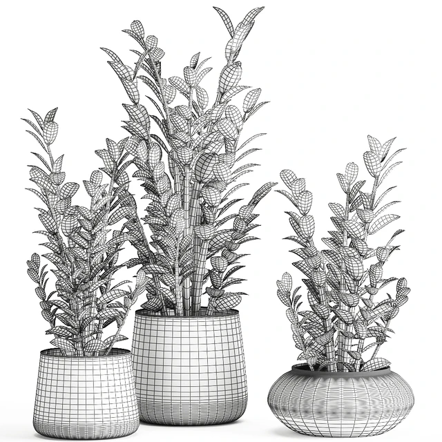 Collection of small plants in luxury pots with Zamiokulkas flower, money tree. Set 872. — Descargar