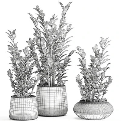 Collection of small plants in luxury pots with Zamiokulkas flower, money tree. Set 872. — Ver 2