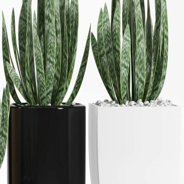 PLANTS 103 — Descargar