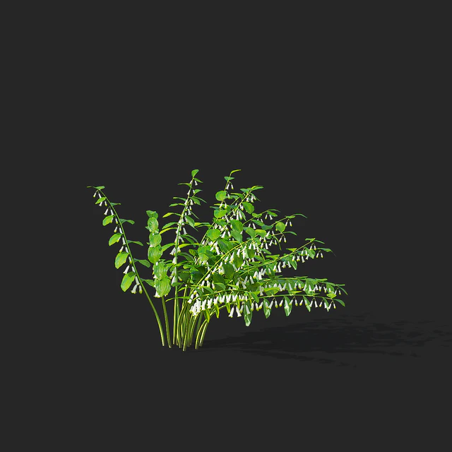 Купена цветы | Polygonatum — Скачать