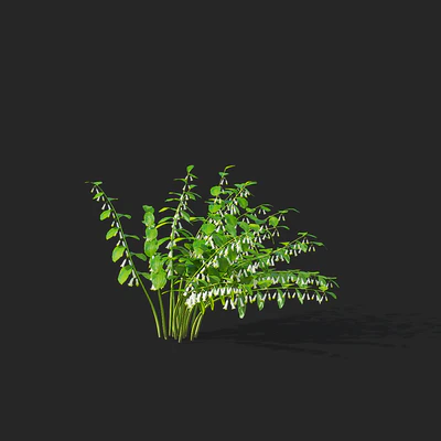 Купена цветы | Polygonatum — Вид 3
