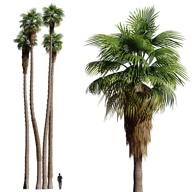 Set of California fan palm trees (Washingtonia palms) — Скачать