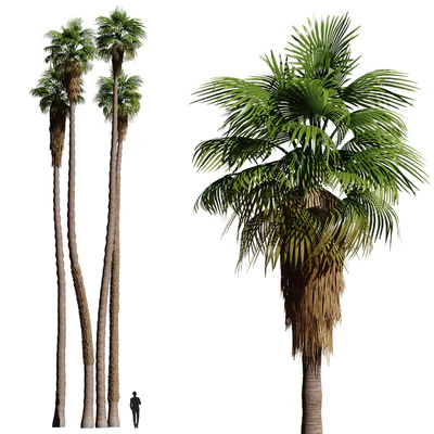 Set of California fan palm trees (Washingtonia palms) — Вид 1