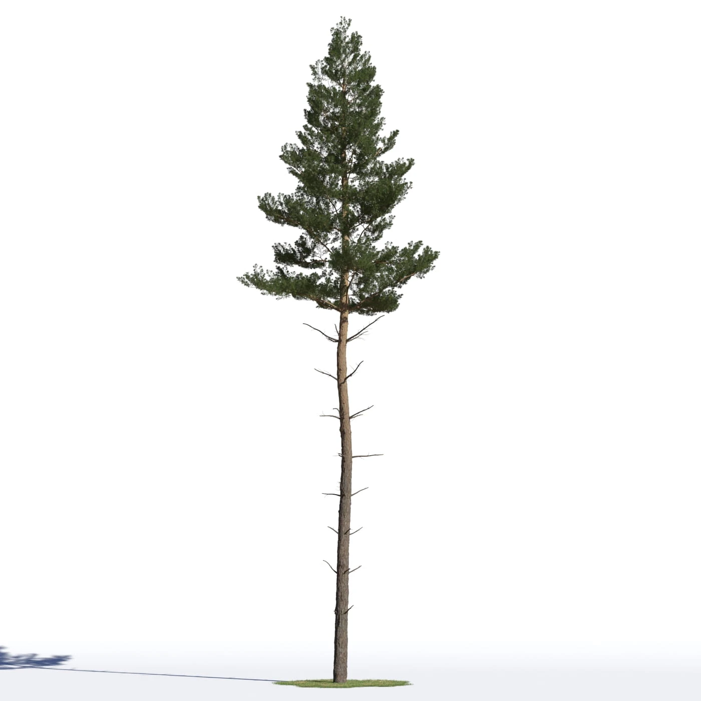 coniferous trees 017 — Descargar
