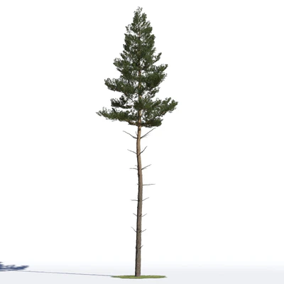 coniferous trees 017 — Descargar