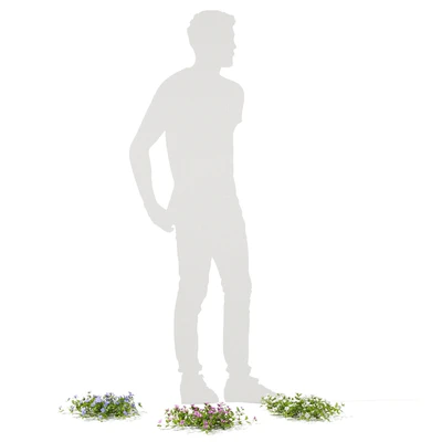 Барвинок малый кусты | Vinca minor — Вид 2