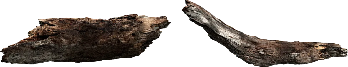 dead tree branch 005 — Descargar